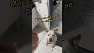 Qual é o seu cachorro? K k k #shorts #viralshorts #dog #cachorro #viral #asmr