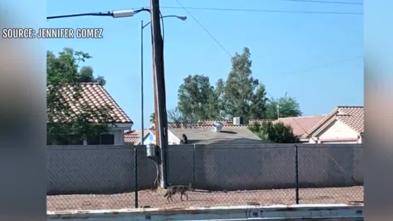 Las Vegas woman warns neighbors after coyote sighting