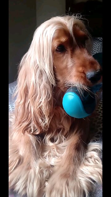 dog, Animals, cute, beautiful, Nature