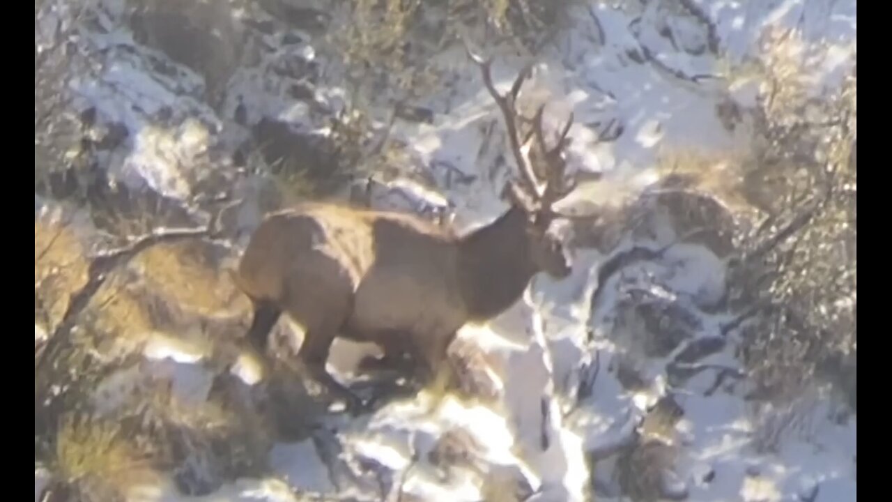 Jarom shoots his AZ bull