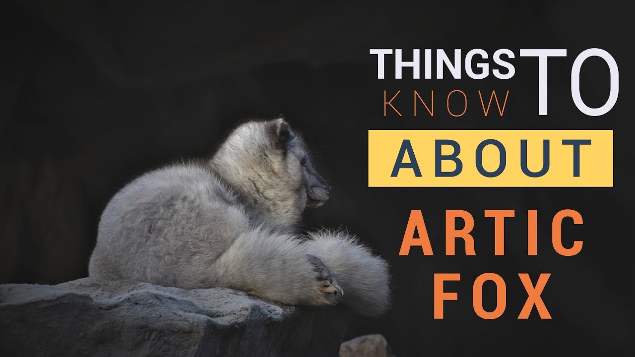 Arctic Fox - English Facts