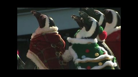 Penguins Become Elves