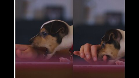 DOG BITES MY HAND