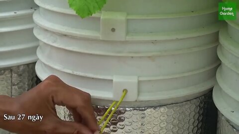 Growing Snow Leopard Melon,bear fruit all summer