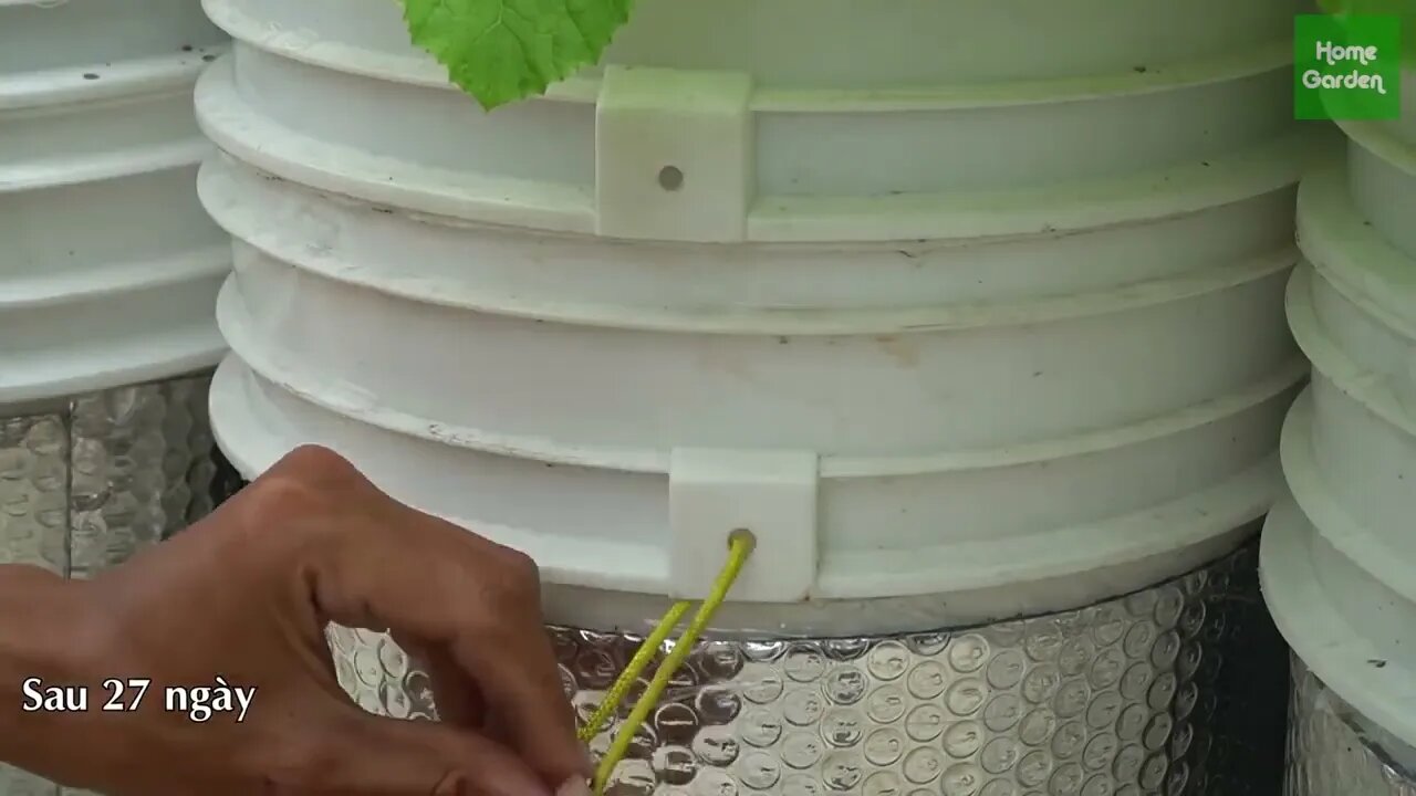 Growing Snow Leopard Melon,bear fruit all summer