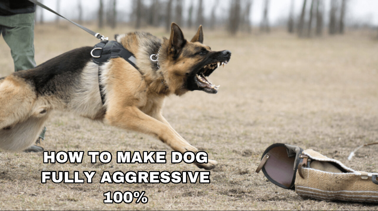 How to make dog become fully aggressive with few simple tips