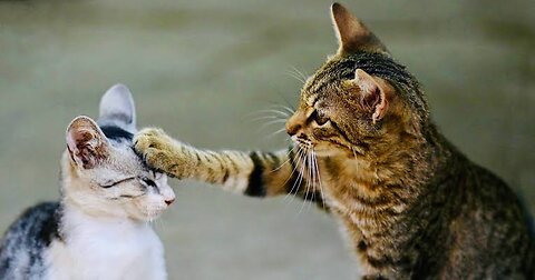 Cute Cat Funny Moments. Episode - 50