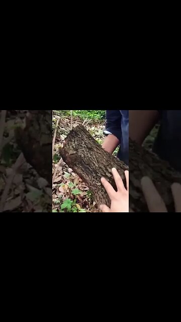In China, they came up with a dream profession - to shoot trees with a laser.