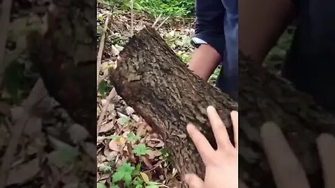 In China, they came up with a dream profession - to shoot trees with a laser.