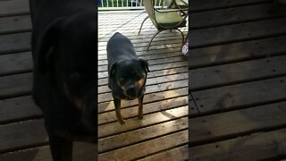 My Rottweiler Is Wild 🤣😂 #rottweiler #shorts