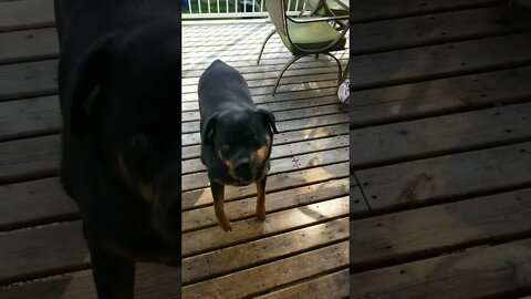 My Rottweiler Is Wild 🤣😂 #rottweiler #shorts