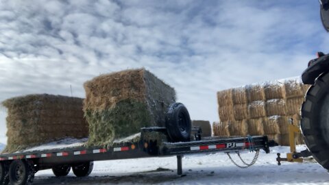 Feeding Cows in Winter Weather