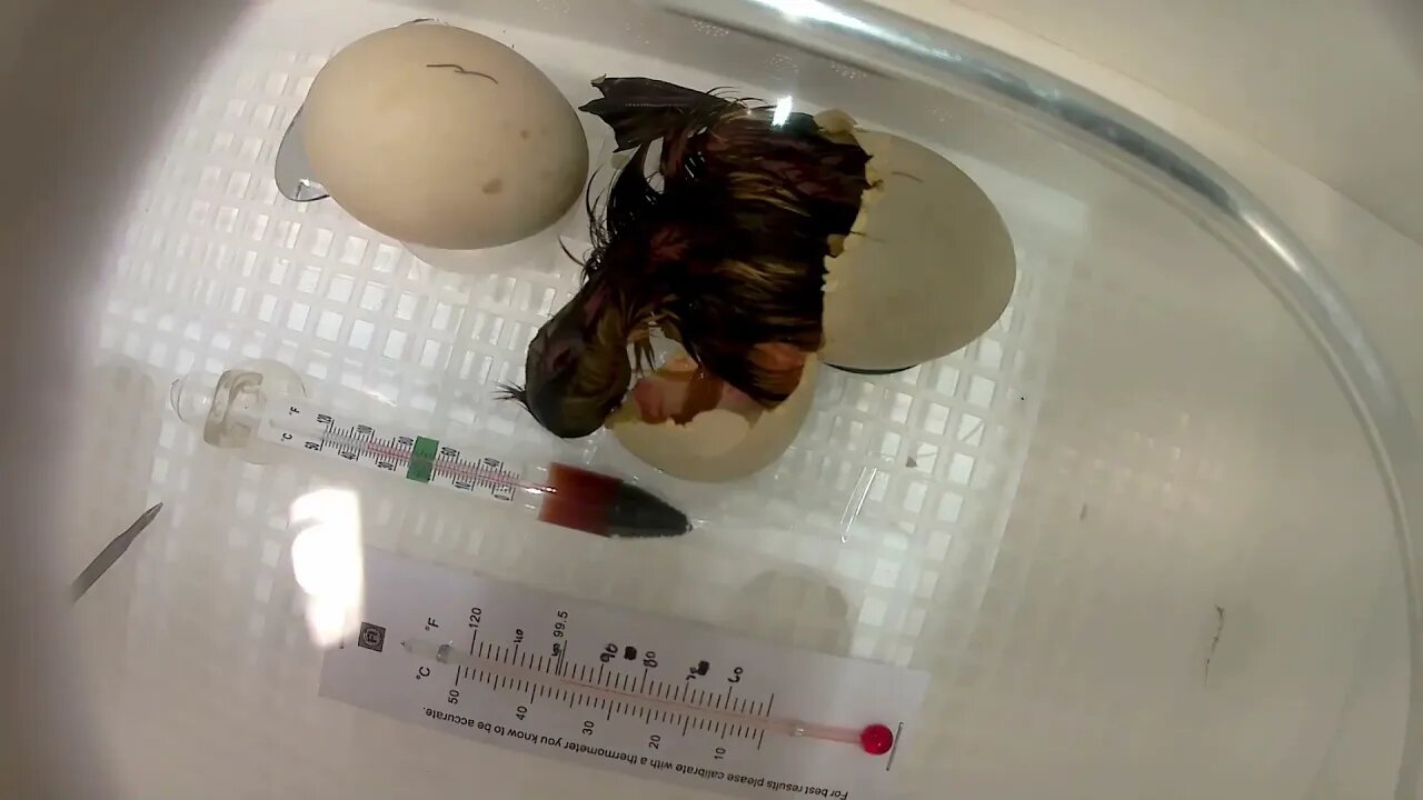 Duck Egg hatching Time Lapse