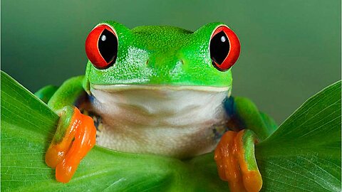 Frog eating spider