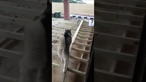 You get older, you get smarter Husky