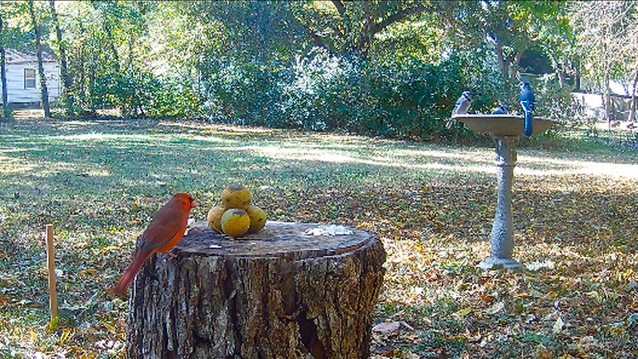 1 Cardinal 3 Blue Jays