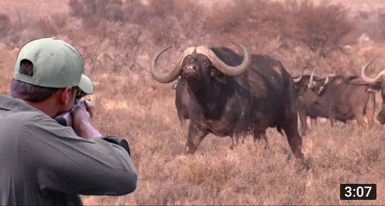 One of the finest clips of African buffalo hunting