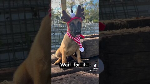 Male Malinois Puppy being awesome!