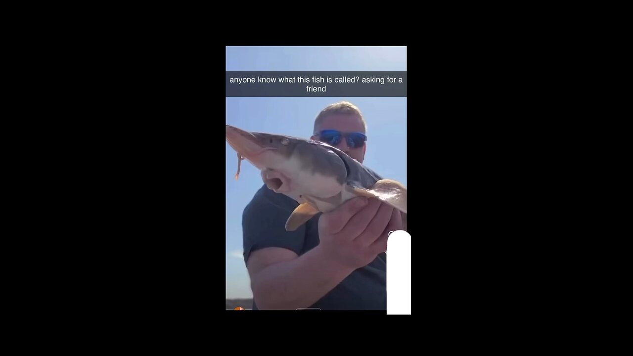 What kind of fish is this..