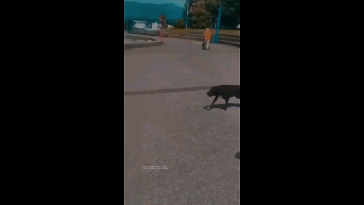 YOU LAUGH YOU LOSE Video 2024 Best Funny Animals
