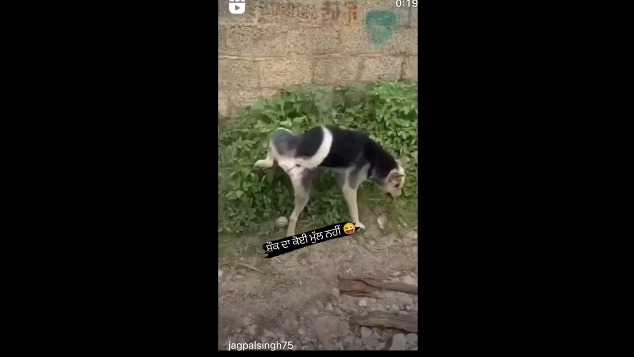 Funny Dog skating board