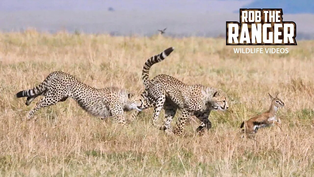 Gazelle Fawn ESCAPES From Cheetah Family | Maasai Mara Safari |Zebra Plains