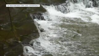 Western New York Land Conservancy opens its newest public nature preserve at Mossy Point