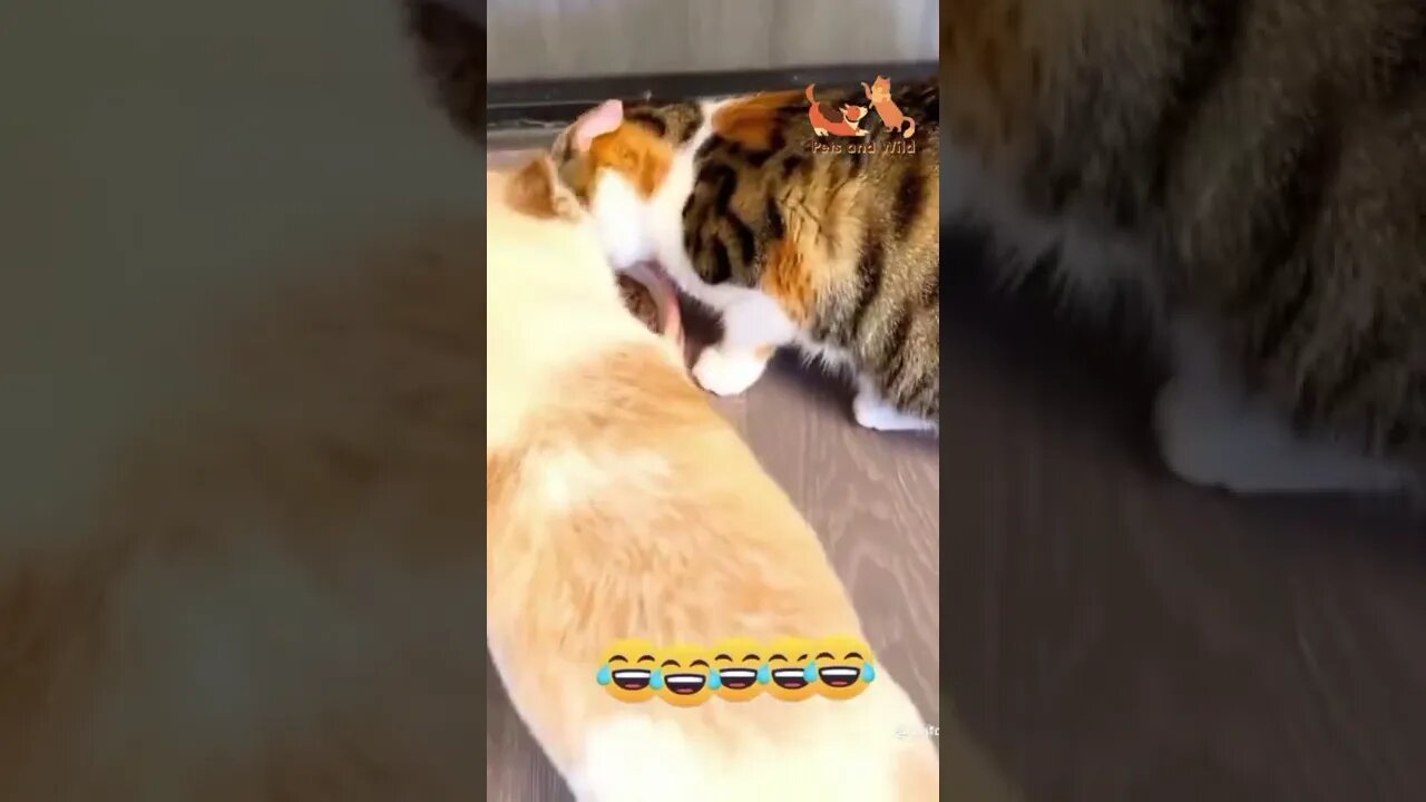 cat and dog fight #Petsandwild #dogsoftiktok #cutestpets #cats2022