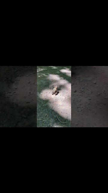 Random frog on a trail