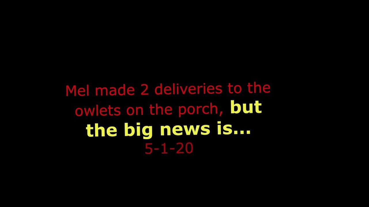 Mel made 2 deliveries to the owlets on the porch, but the big news is...5-1-20