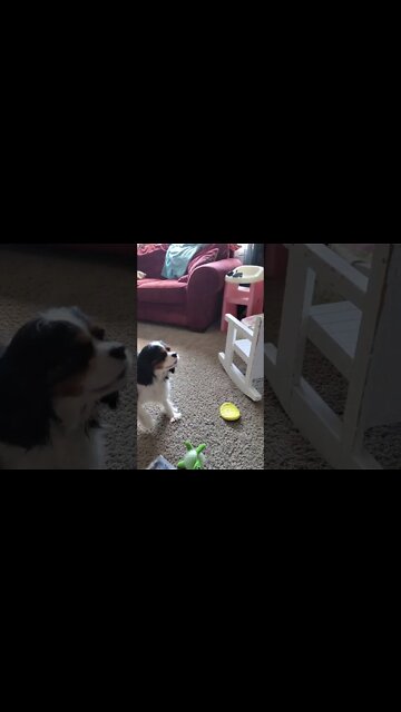 Luna Barks At Her Own Reflection