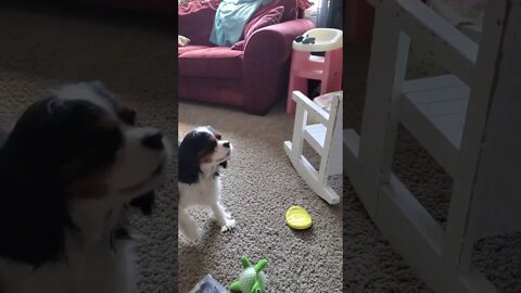Luna Barks At Her Own Reflection