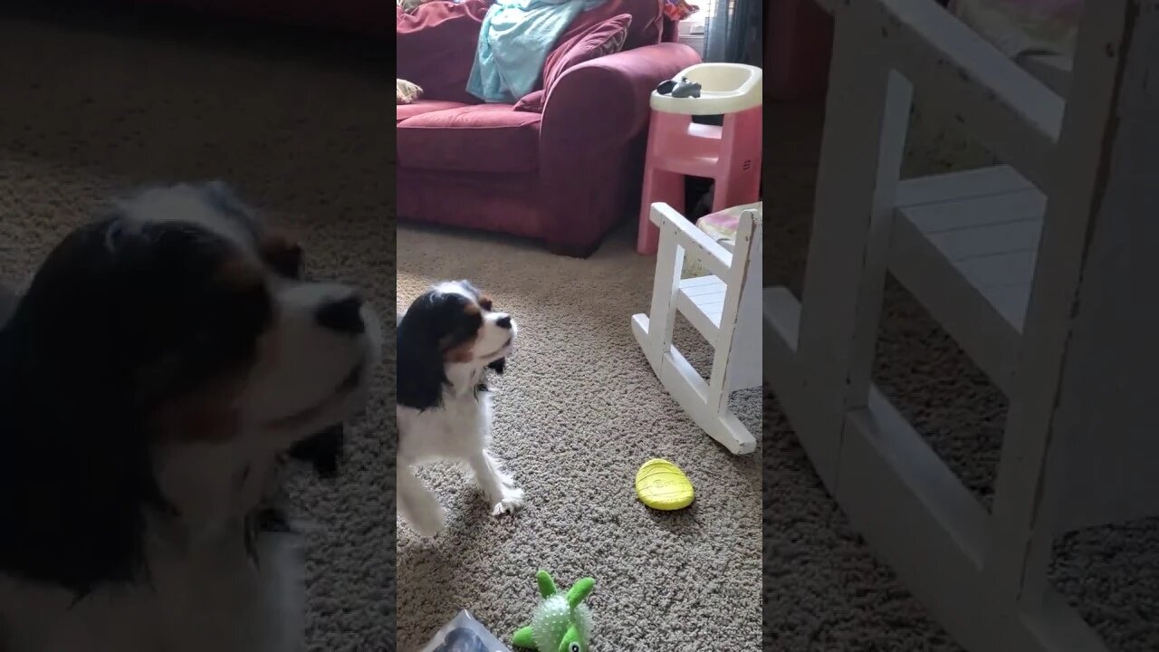Luna Barks At Her Own Reflection