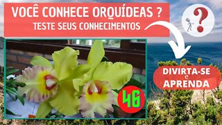 VOCÊ CONHECE ORQUIDEAS ? QUAL O NOME DESSA ORQUIDEA? DIVIRTA-SE IDENTIFICANDO ESSA ORQUÍDEA