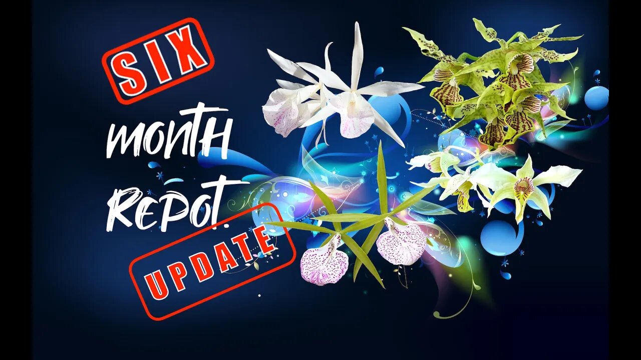 Latouria Dendrobiums | Brassavola Hybrids | SIX Month Repot Update #NinjaOrchids