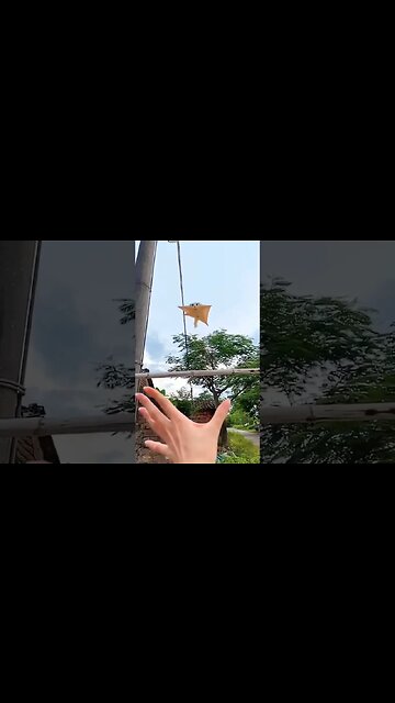 it's super pet ❤️