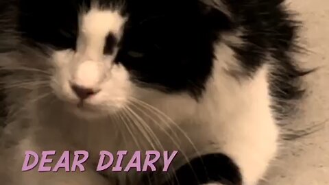 Milo’s Diary Entry #1