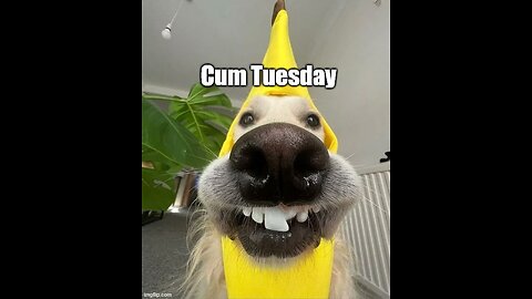 Cum Tuesday 12