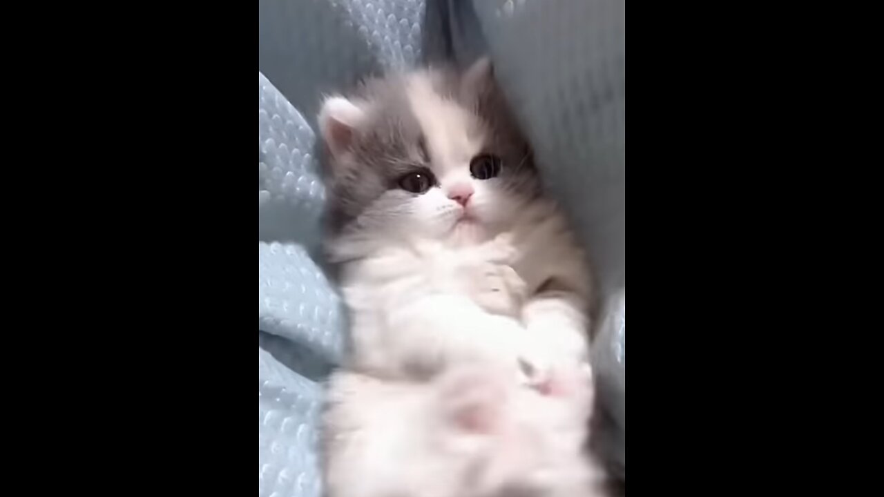 Loaded cuteness 😍 funny kittens 😸