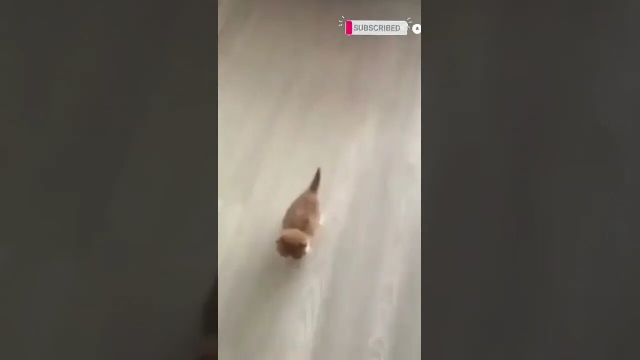 funny cat videos | cute cat videos| cute animals funny cats #shorts #shortsfunny #cutecat #funnycat