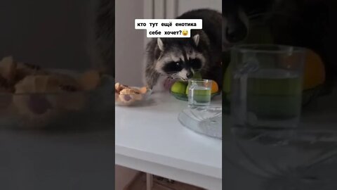 #shorts Смешные Еноты Из Тик Ток 66 Funny Tik Tok Raccoons