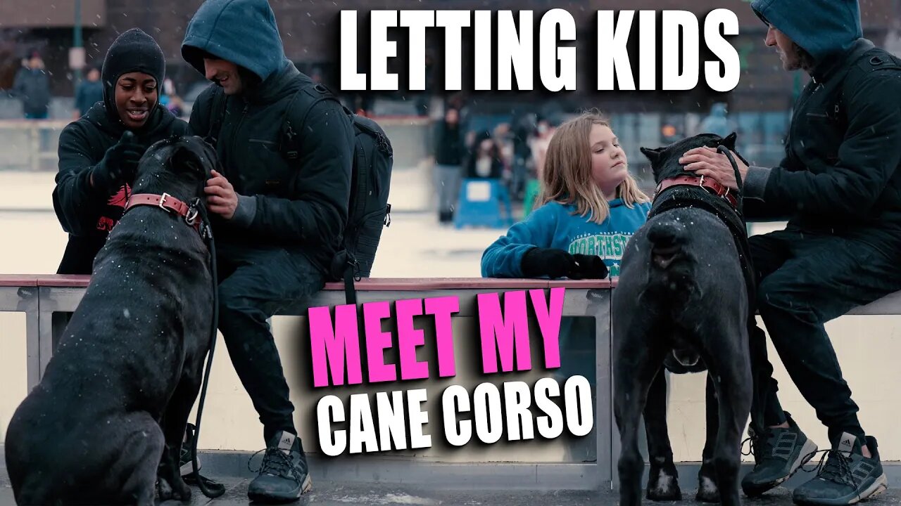 Letting Kids Meet My Cane Corso - First Time @ Ice Rink Socializing