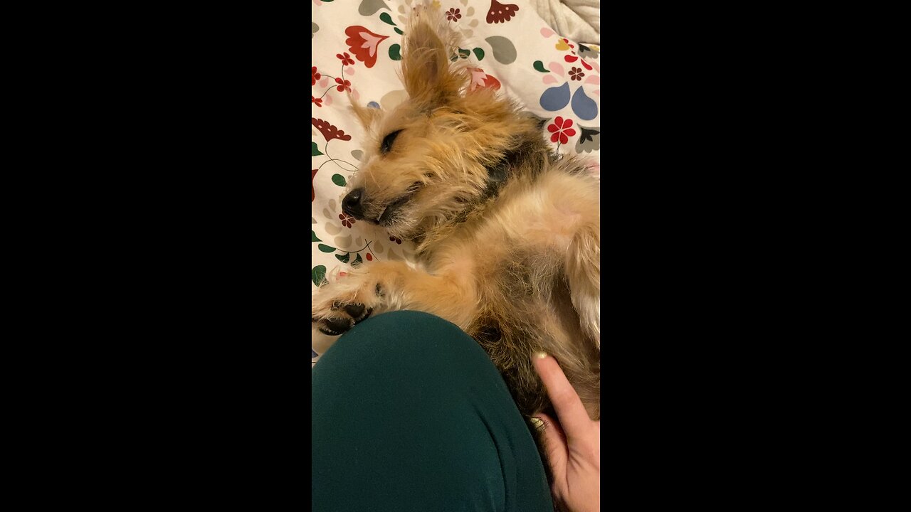 Yes human, keep spoiling me