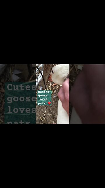 Cutest goose loves pats ❤️ #geese #pilgrimgeese #gander
