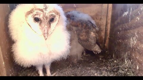 Out from the feathers and fluff comes the biggest fluffiest owlet...Beaky.4-21-20