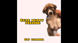 Cute puppy feeding