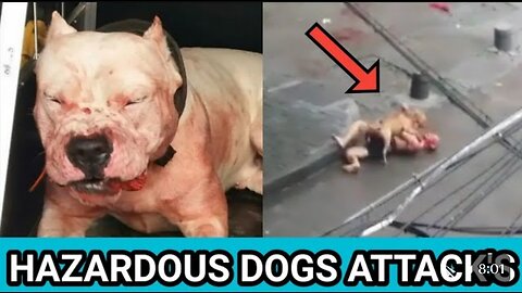 Hazardous dogs attack's on streets, bite's Humans & Kids | Real attacks compilation