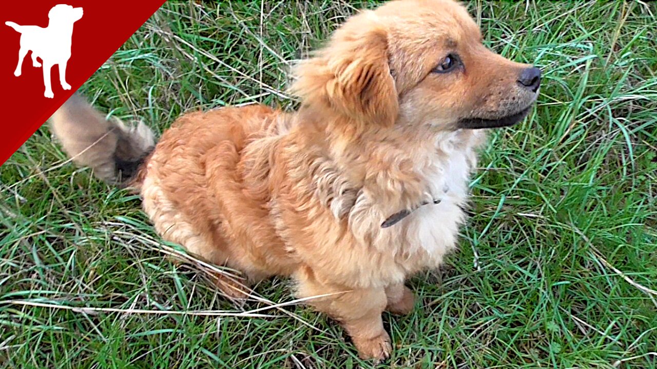 Puppy First Training - SIT Command - Kokoni Dog Breed