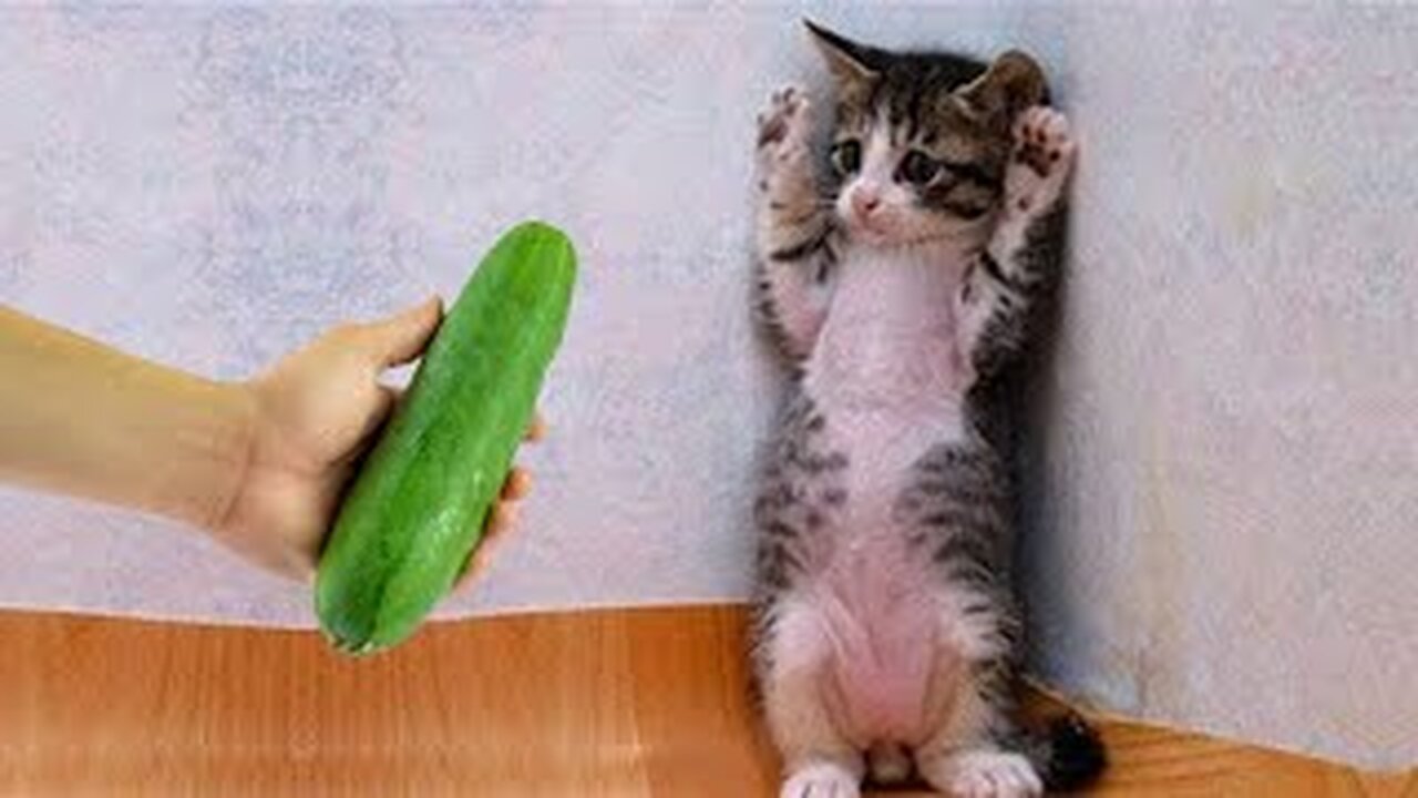 "Laugh Out Loud: Hilarious Dog and Cat Videos 🐾🤣 | Trending Funny Animals Compilation 😺🐶"