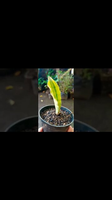sansevieria #shorts